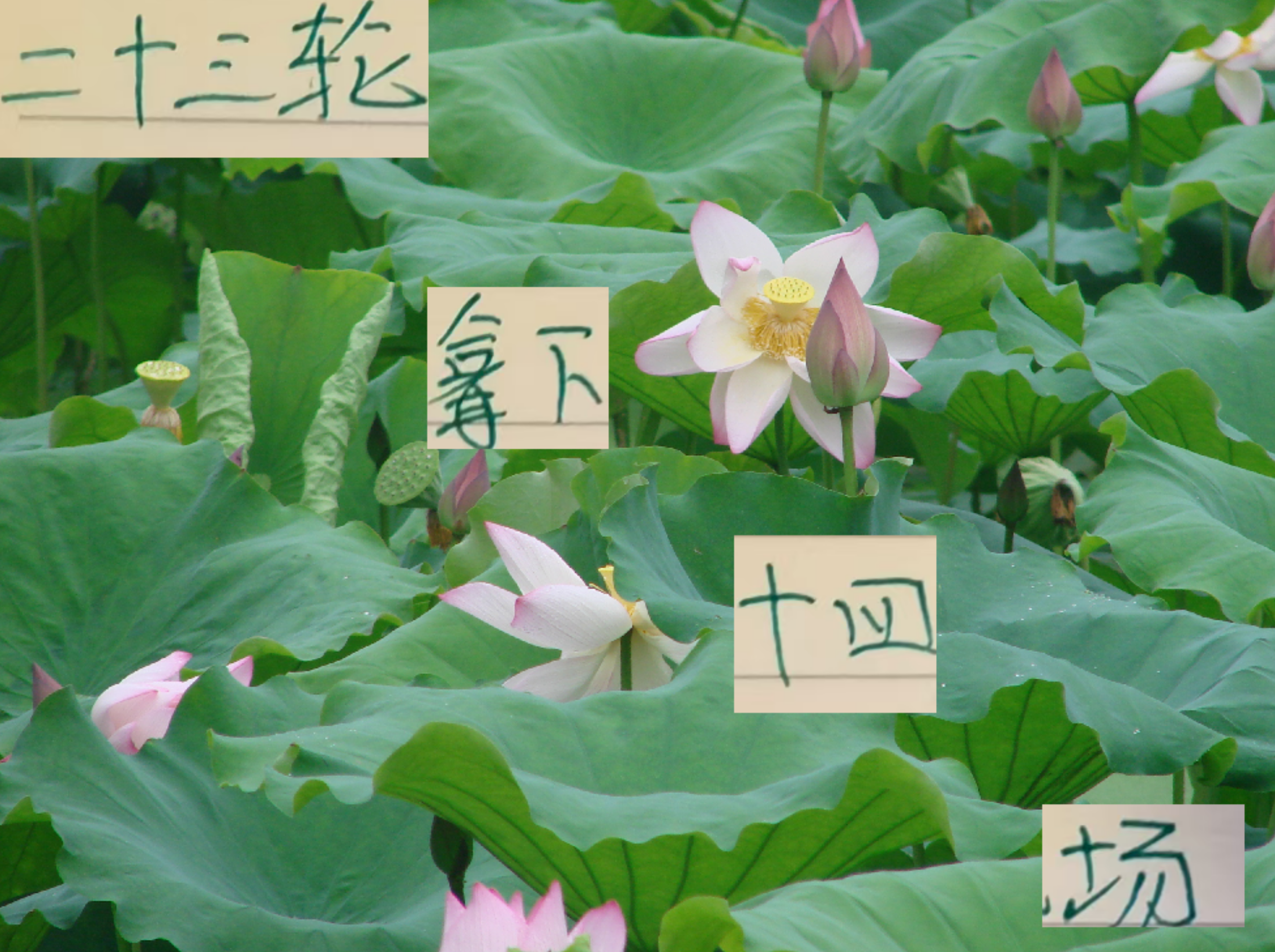 开云下载-23轮下来！北京国安是赢了14场 申花还比他们多赢一次